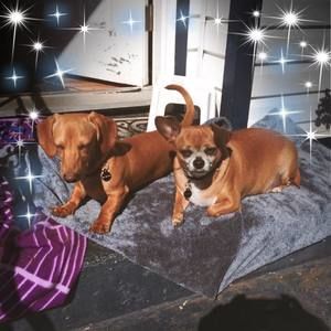 Meet your Posher, Sandy